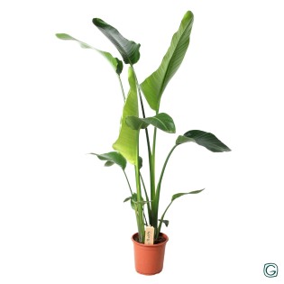 Strelitzia Nicolai - Ø21Cm - ↕100Cm
