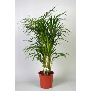 Dypsis Lutescens (Areca) - Ø21Cm - ↕100Cm