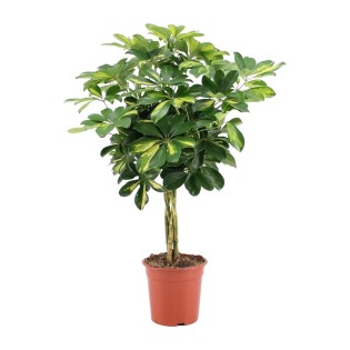 Schefflera Arboricola Gold Capella - Ø19Cm - ↕75Cm