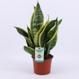 Sansevieria Futura Superba - Ø12Cm - ↕35Cm