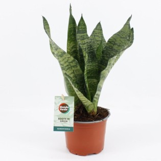 Sansevieria Black Coral - Ø12Cm - ↕35Cm