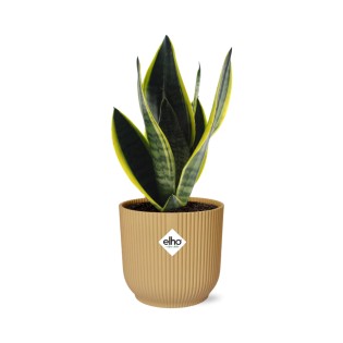Sansevieria Futura Superba In Elho Vibes Fold 14Cm Geel
