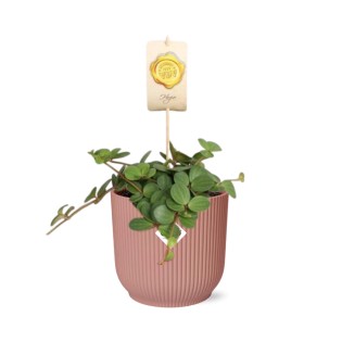 Peperomia ‘Hope’ In Elho Vibes Fold 14Cm Roze