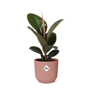 Ficus Elastica ‘Robusta’ In Elho Vibes Fold 14Cm Roze