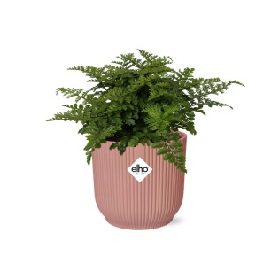 Asplenium Parvati In Elho Vibes Fold 14Cm Roze