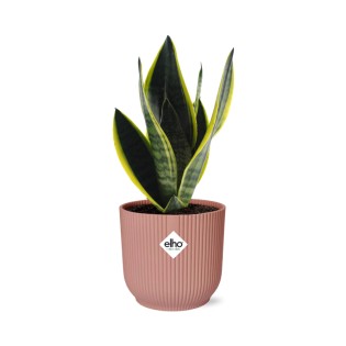 Sansevieria Futura Superba In Elho Vibes Fold 14Cm Roze