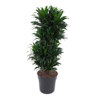 Dracaena Compacta Vertakt P27 - Ø27Cm - ↕100Cm
