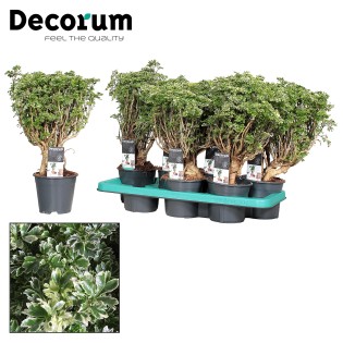 Polyscias Hawaiiana Ming Gold Bonsai (Decorum) - Ø14Cm - ↕40Cm