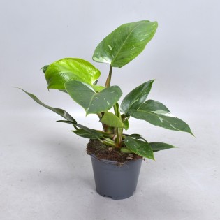 Philodendron White Princess (Decorum) - Ø14Cm - ↕35Cm