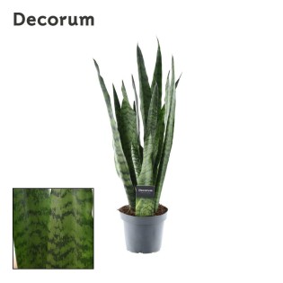 Sansevieria Zeylanica (Decorum) - Ø14Cm - ↕55Cm