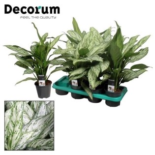 Aglaonema Silver Queen (Decorum) - Ø14Cm - ↕45Cm