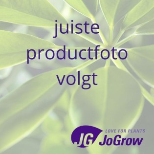 Aglaonema Stripes (Decorum) - Ø17Cm - ↕60Cm