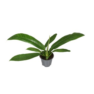 Philodendron Campiii P14 - Ø14Cm - ↕40Cm