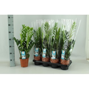 Zamioculcas 14Cm - Ø14Cm - ↕65Cm