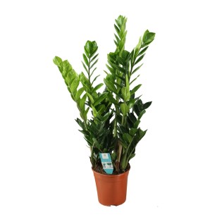 Zamioculcas 21Cm - Ø21Cm - ↕100Cm