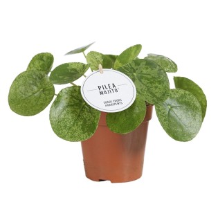 Pilea Mojito - Ø13Cm - ↕20Cm
