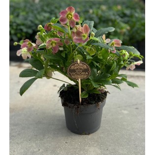 Helleborus Viv Victoria 17 Cm - Ø17Cm - ↕45Cm