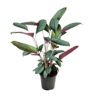 Ctenanthe Setosa - Ø17Cm - ↕60Cm