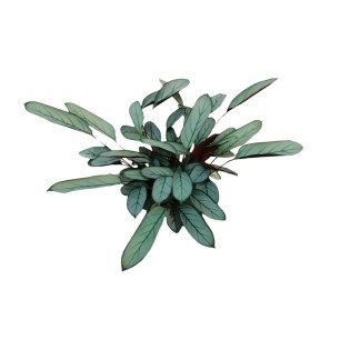 Ctenanthe Oppenheimiana - Ø17Cm - ↕70Cm