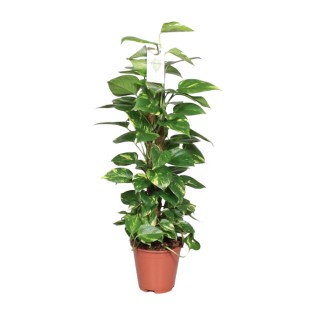 Epipremnum Pinnatum Mosstok 80Cm Scindapsus - Ø19Cm - ↕80Cm