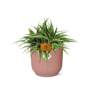 Chlorophytum Ocean 15Cm In Elho Vibes Fold 16Cm Round  Delicate Pink