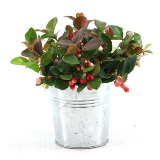 Gaultheria Pr. 'Big Berry'® P10 In Zinc Old-Look - Ø12Cm - ↕15Cm