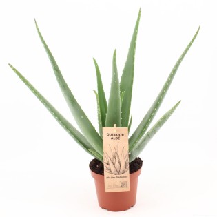 Aloe Vera P14 - Ø14Cm - ↕45Cm