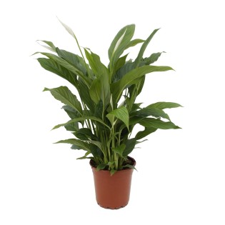Spathiphyllum Torelli P17 - Ø17Cm - ↕65Cm