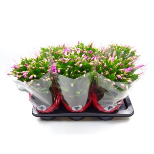 Schlumbergera 17 Cm Rose - Ø17Cm - ↕35Cm