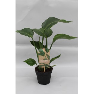 Strelitzia Nicolai P13 - Ø13Cm - ↕35Cm