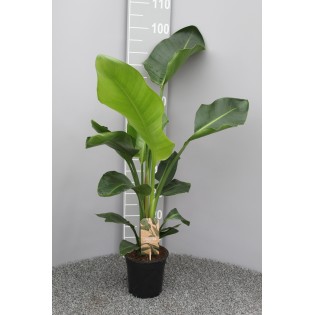 Strelitzia Nicolai P17 2Pp - Ø17Cm - ↕70Cm