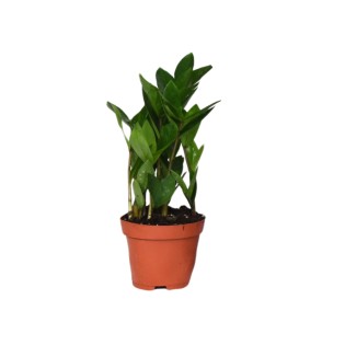 Zamioculcas 35 - Ø12Cm - ↕30Cm