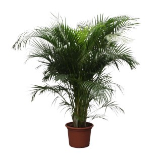 Dypsis Lutescens (Areca Palm) - 230 Cm - Ø40