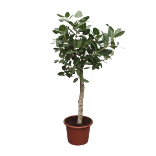 Ficus Benghalensis Tree - 200 Cm - Ø50