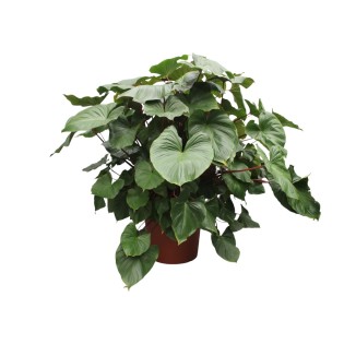 Homalomena Rubescens Maggy - 170 Cm - Ø60