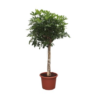 Schefflera Arboricola Compacta Tree - 190 Cm - Ø45