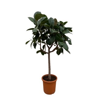 Ficus Elastica Robusta On Stem - 190 Cm - Ø35