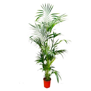 Kentia Palm - 200 Cm - Ø24-30Cm