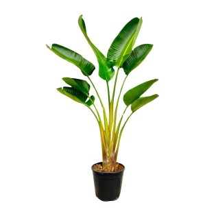Strelitzia Augusta - 160 Cm - Ø21-24Cm