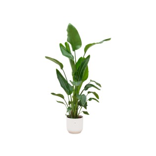Combi Deal - Strelitzia Nicolai incluant Elho Vibes Plier blanc Ø30 - 160 Cm