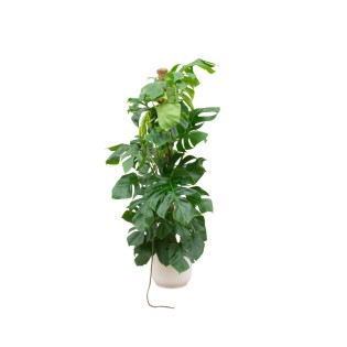 Combi Deal - Monstera Pertusum Xl incluant Elho Vibes pliant blanc Ø30 - 150 Cm