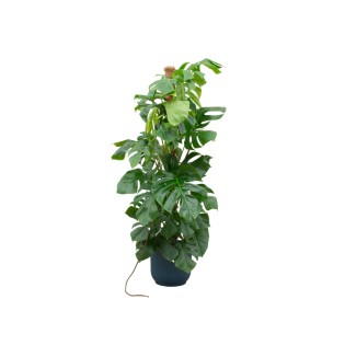 Combi Deal - Monstera Pertusum Xl Including Elho Vibes Fold Round Blue Ø30 - 150 Cm