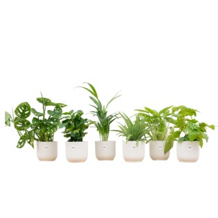 Surprise Box - 6 Plants Including Elho Vibes Fold Round Ø14 White