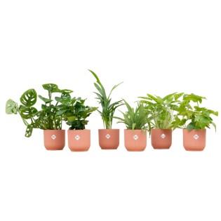 Surprise Box - 6 Plants Including Elho Vibes Fold Round Ø14 Pink
