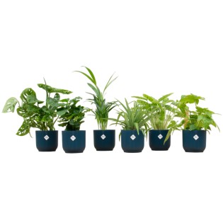 Boîte à surprise - 6 plantes incluant Elho Vibes plier ronde Ø14 Bleu