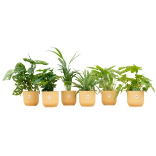 Surprise Box - 6 Plants Including Elho Vibes Fold Round Ø14 Butter Yellow
