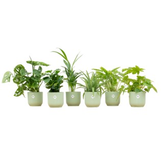 Surprise Box - 6 Plants Including Elho Vibes Fold Round Ø14 Sorbet Green