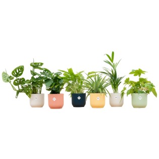 Boîte surprise - 6 plantes incluant Elho Vibes plier ronde Ø14 couleur variée