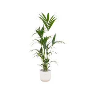 Combi Deal - Kentia Palm Including Elho Vibes Fold Round White Ø30 - 160 Cm