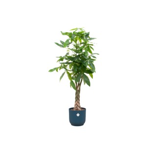 Combi Deal - Pachira Aquatica incluant Elho Vibes Plier Bleu Rond Ø30 - 160 Cm